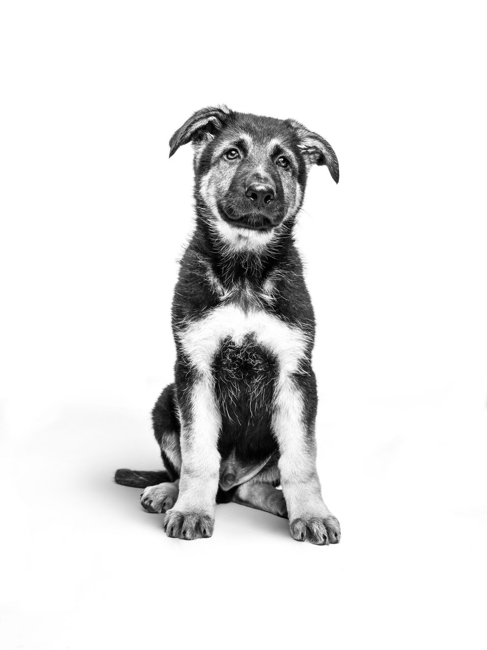 German Shepherd Puppy Dry Dog Food
